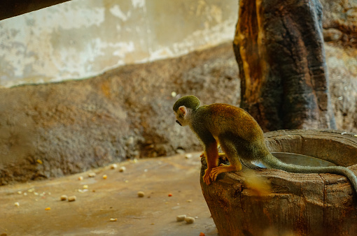 Squirrel monkey