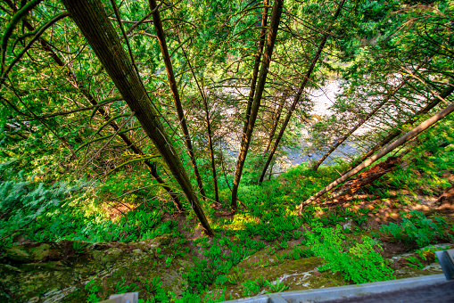 Look up in a dense pine forest