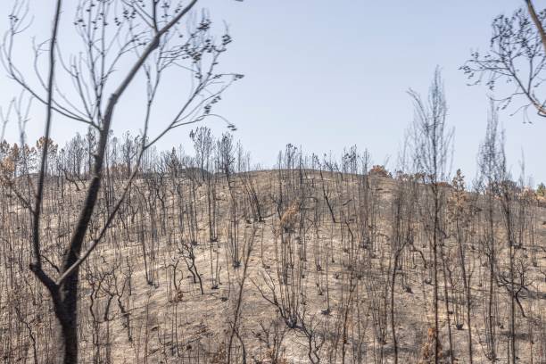 istock View over a burnt area of forest with black burnt tree stumps 1798594325