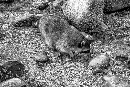 A cute raccoon staring at you from behind a rock in the lake.
