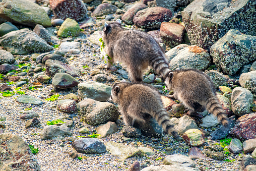 Raccoons in Stanley Park, Vancouver