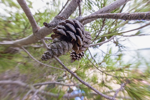 Close-up of a pine cone in daylight in summer