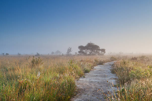 istock path through swamp in misty summer morning 179861369
