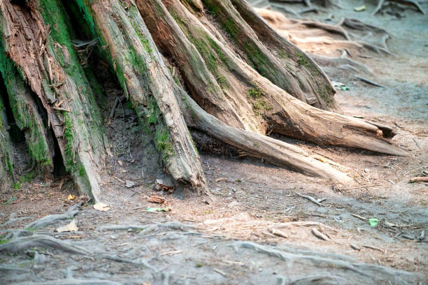 Lynn Canyon Forest in North Vancouver