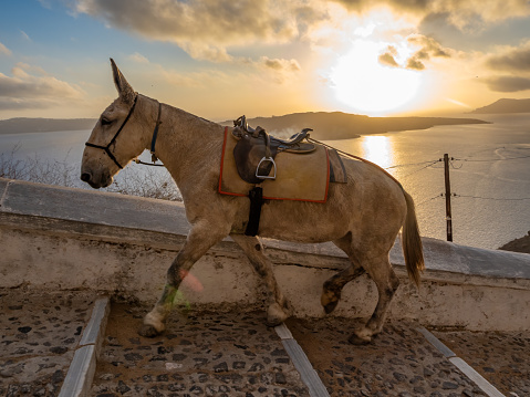 Traditional use of donkeys to carry tourists up and down the steep steps connecting Fira town and the old port of Ormos. Santorini, Cyclades islands, Aegean Sea, Greece