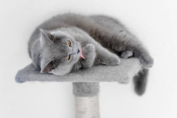 istock cute grey british short hair cat portrait 1798631654