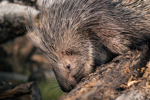 A closeup shot of a porcupine in its natural habitat