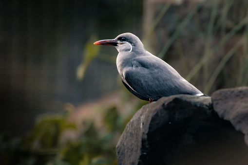 A closeup shot of an Inca tern perched on a rock