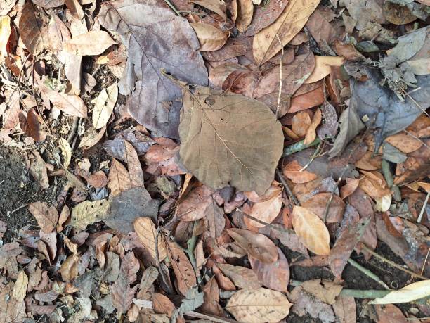 istock dry leaves in the garden 1798635761