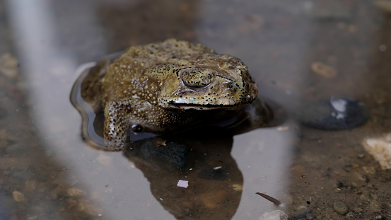 Common toads in puddles in nature