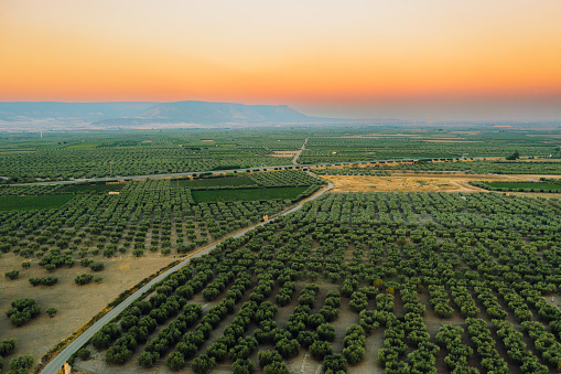 Aerial View of Road Pass Olive Orchard During Scenic Sunset in Italy