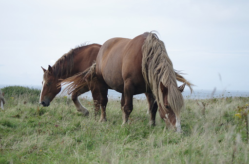 Beautiful brown horses by the sea