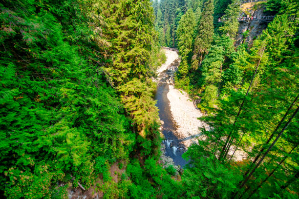 capilano bridge park em um dia ensolarado de verão, north vancouver, canadá - vancouver green forest ravine - fotografias e filmes do acervo