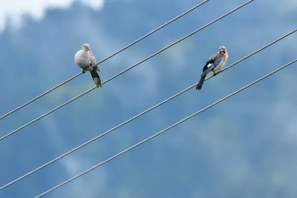 Photo of Eurasian collared dove and eurasian jay high on the power line attacking each other