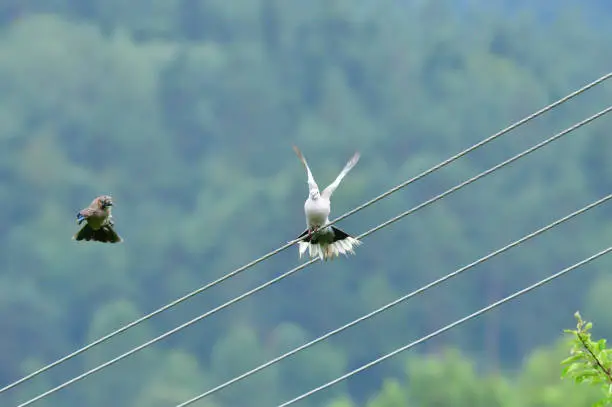 Photo of Eurasian collared dove and eurasian jay high on the power line attacking each other