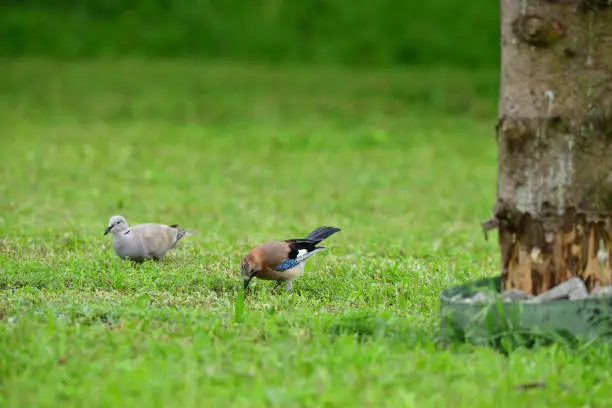 Photo of Eurasian collared dove and eurasian jay together in the grass are looking for seeds