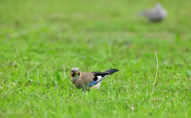 Photo of Eurasian collared dove and eurasian jay together in the grass are looking for seeds