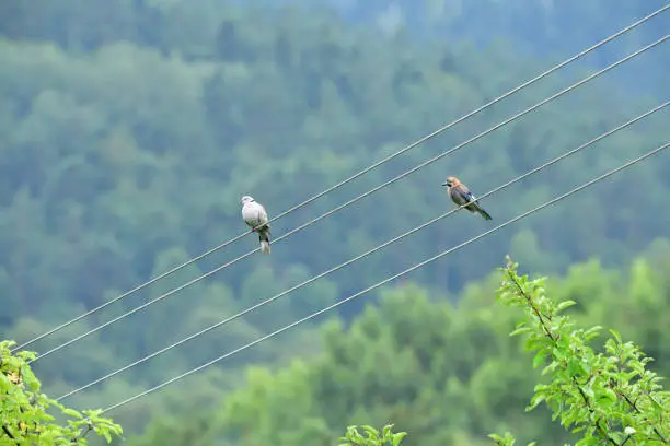 Photo of Eurasian collared dove and eurasian jay high on the power line attacking each other