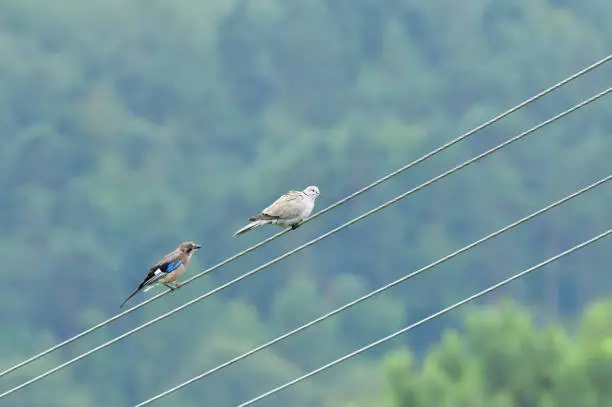 Photo of Eurasian collared dove and eurasian jay high on the power line attacking each other