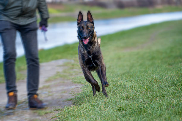 Belgian Malinois shepherd dog on a walk