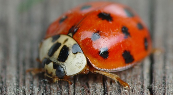 Ladybug in close-up