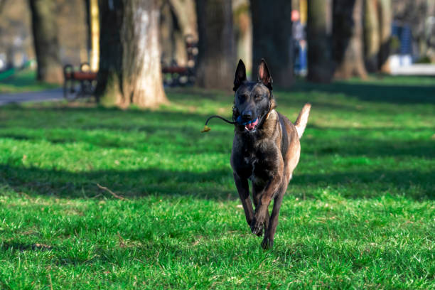 istock Belgian Malinois shepherd dog on a walk 1798658878