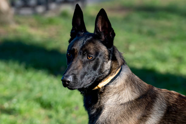 istock Belgian Malinois shepherd dog on a walk 1798658896