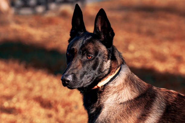 istock Belgian Malinois shepherd dog on a walk 1798658898