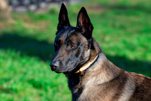 istock Belgian Malinois shepherd dog on a walk 1798658901