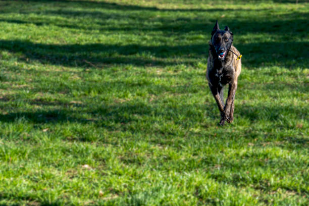 istock Belgian Malinois shepherd dog on a walk 1798660555
