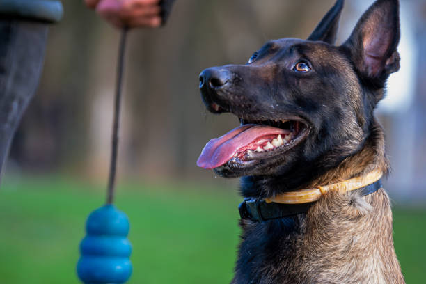 istock Belgian Malinois shepherd dog on a walk 1798664453
