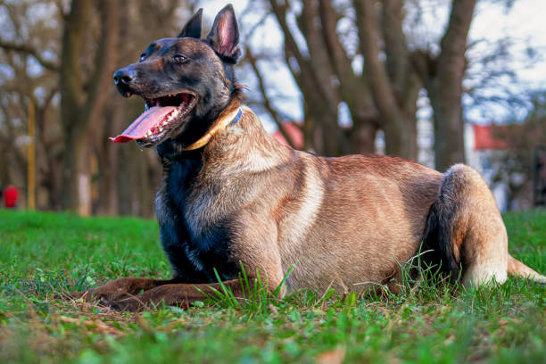istock Belgian Malinois shepherd dog on a walk 1798664525