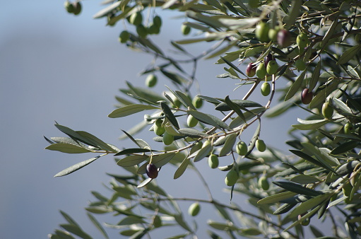 Green and black olives on a tree