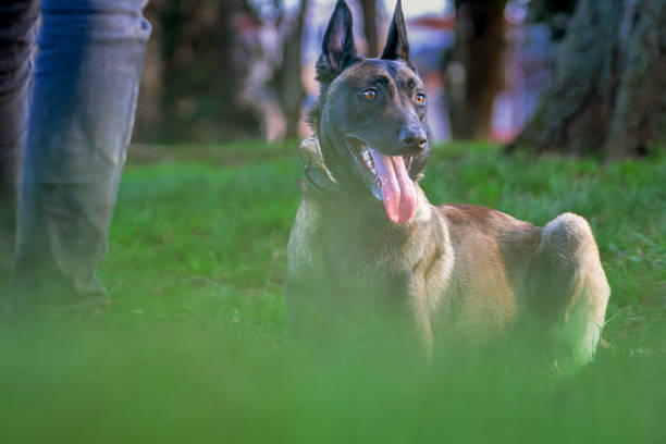 散歩中のベルジアンマリノアシェパードドッグ - german shepherd animal black purebred dog ストックフォトと画像