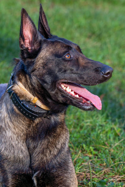 istock Belgian Malinois shepherd dog on a walk 1798665713