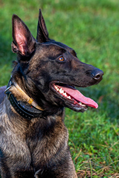 istock Belgian Malinois shepherd dog on a walk 1798665714