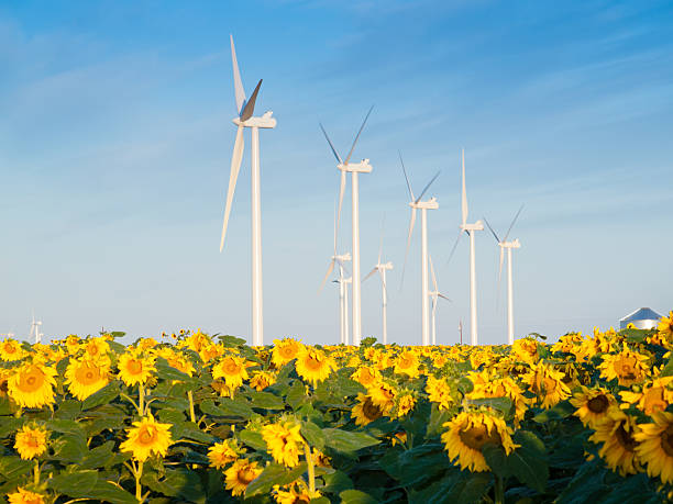 istock Wind turbines and sunflowers 179867118