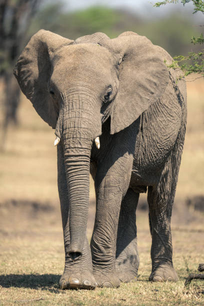 istock African bush elephant walks past leafy bush 1798673226