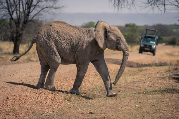istock African elephant stands on track near jeep 1798673576
