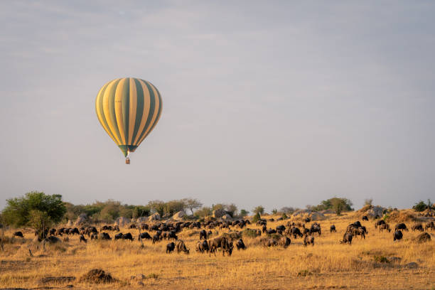 istock Balloon flies over grazing blue wildebeest herd 1798674930