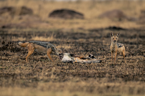 Black-backed jackal stands eating carcase beside another