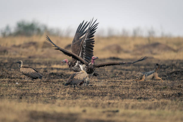 istock Black-backed jackal chases away vultures from kill 1798675485