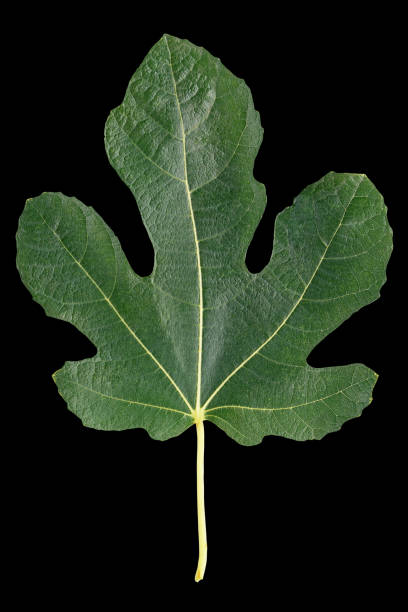 Green leaf of fig tree. Isolated on black background