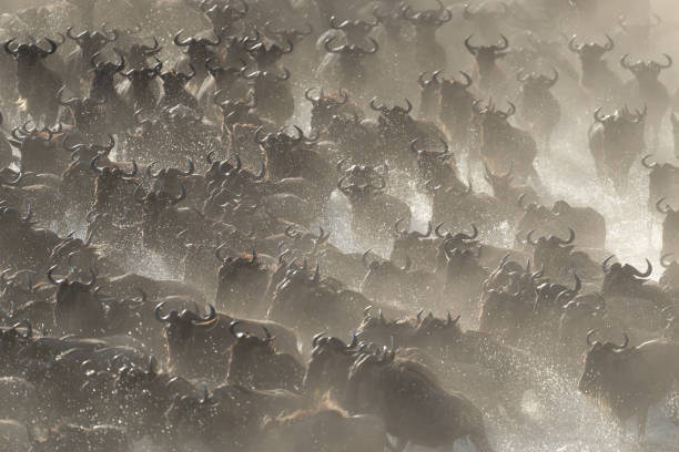 istock Confusion of blue wildebeest galloping through dust 1798677823