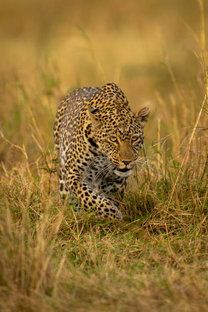 istock Female leopard stalks through grass lifting paw 1798679039