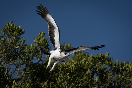 Juvenile martial eagle taking off from bush
