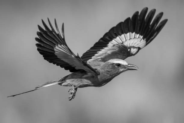 istock Mono lilac-breasted roller lifts wings in sunshine 1798680047