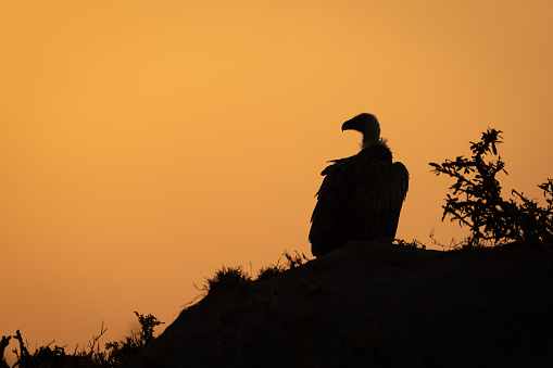 Ruppell vulture perches silhouetted on termite mound