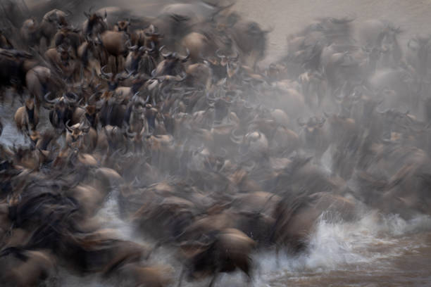 istock Slow pan of blue wildebeest entering water 1798680060