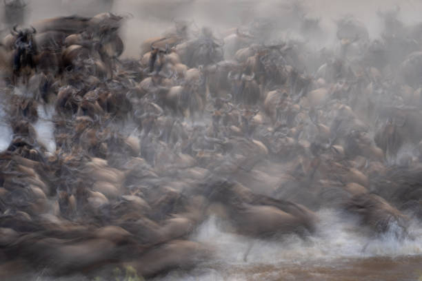 istock Slow pan of blue wildebeest traversing river 1798680061